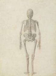 A Comparative Anatomical Exposition of the Structure of the Human Body with that of a Tiger and a Common Fowl: Human Skeleton, Posterior View, 1795-1806 (pencil on paper) | Obraz na stenu