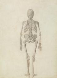 A Comparative Anatomical Exposition of the Structure of the Human Body with that of a Tiger and a Common Fowl: Human Skeleton, Posterior View, 1795-1806 (pencil on paper) | Obraz na stenu