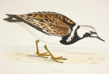 A Turnstone, from a 19th century print c.1877 (colour litho) | Obraz na stenu