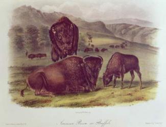American Bison or Buffalo, from 'Quadrupeds of North America', 1842-45 (colour litho) | Obraz na stenu