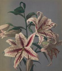 Lily, 1896 (hand-coloured collotype) | Obraz na stenu