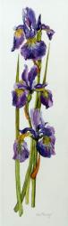 Three Irises with Leaves,2010,watercolour | Obraz na stenu