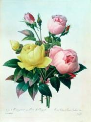 Rosa Lutea and Rosa Indica, from 'Les Choix des Plus Belles Fleurs', 1827 | Obraz na stenu