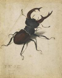 Stag beetle, 1505 (watercolour and gouache) | Obraz na stenu