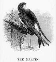 The Martin, illustration from 'A History of British Birds' by William Yarrell, first published 1843 (woodcut) | Obraz na stenu