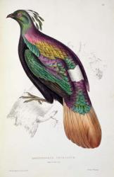 Himalayan Monal Pheasant, from 'A Century of Birds from the Himalaya Mountains', 1830-32, by John Gould (1804-41) (colour litho) | Obraz na stenu