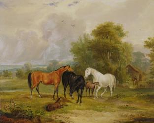 Horses Grazing: Mares and Foals in a Field (oil on canvas) | Obraz na stenu