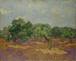 Olive Trees, 1889 (oil on canvas) | Obraz na stenu