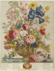 June, from 'Twelve Months of Flowers' by Robert Furber (c.1674-1756) engraved by Henry Fletcher (colour engraving) | Obraz na stenu