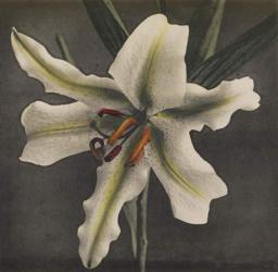 Lily, 1896 (hand-coloured collotype) | Obraz na stenu