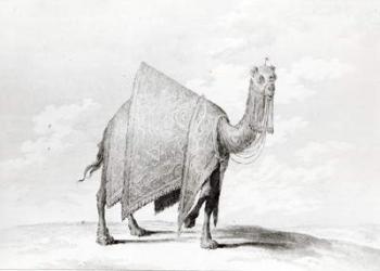 Camel (engraving) | Obraz na stenu