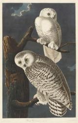 Snowy Owl, 1831 (coloured engraving) | Obraz na stenu