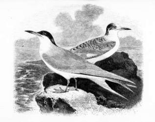 The Common Tern, illustration from 'A History of British Birds' by William Yarrell, first published 1843 (woodcut) | Obraz na stenu