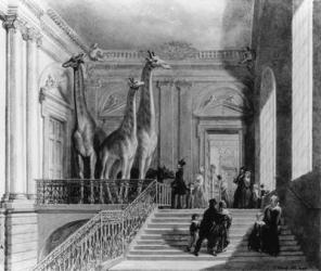 Giraffes on the staircase in the British Museum, 1845 (pen & ink and w/c on paper) (b/w photo) | Obraz na stenu