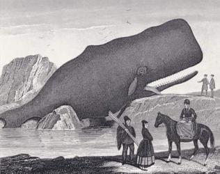 A Beached Sperm Whale (etching) | Obraz na stenu