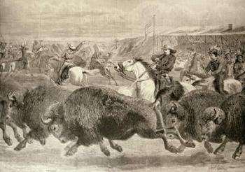 The 'Wild West' at the Great American Exhibition: Hunting Bison and Wapiti Deer, from 'The Illustrated London News', 18th June 1887 (engraving) | Obraz na stenu