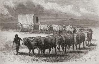 Driving oxen across the great plains of America in 1867, illustration from 'The World in the Hands', published 1878 (engraving) | Obraz na stenu