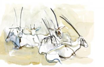 Arabian Oryx, 2010 (oil on paper) | Obraz na stenu