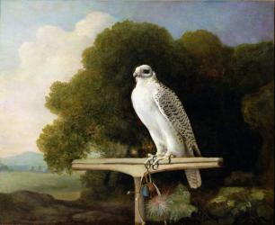 Greenland Falcon (Grey Falcon), 1780 (oil on panel) | Obraz na stenu