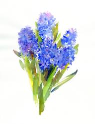 Blue Hyacinth, 2014, (watercolor) | Obraz na stenu