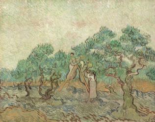 The Olive Orchard, 1889 (oil on canvas) | Obraz na stenu