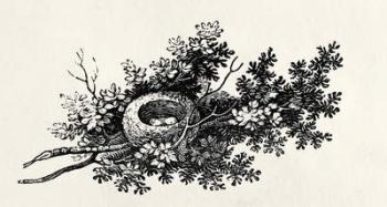 Bird's Nest, from the 'History of British Birds' Volume I, pub. 1797 (wood engraving) | Obraz na stenu