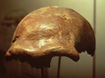 Cranium of a Neanderthal (bone) | Obraz na stenu
