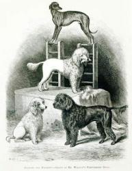 Poodles and Whippet - Group of Mr. Walton's Performing Dogs (litho) (b/w photo) | Obraz na stenu