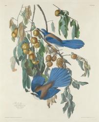 Florida Jays, 1830 (coloured engraving) | Obraz na stenu