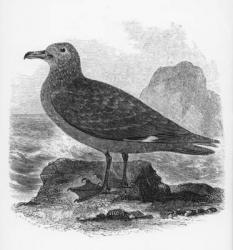 The Common Skua, illustration from 'A History of British Birds' by William Yarrell, first published 1843 (woodcut) | Obraz na stenu