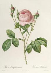 Rosa Centifolia Carnea, from'Les Roses', 19th century (coloured engraving) | Obraz na stenu