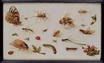 A Study of Insects (oil on panel) | Obraz na stenu