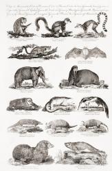 Different types of Quadrupeds (engraving) | Obraz na stenu