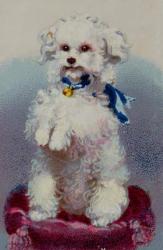 Poodle with blue ribbon (colour litho) | Obraz na stenu