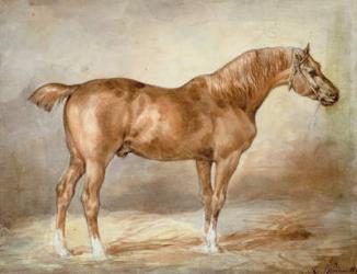 A docked chestnut horse | Obraz na stenu