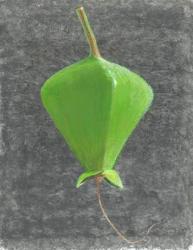 Barringtonia Acutangula (acrylic on paper) | Obraz na stenu