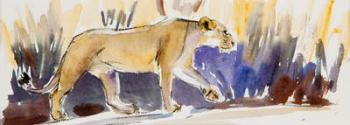 Lioness sketch, 2014, (watercolour) | Obraz na stenu
