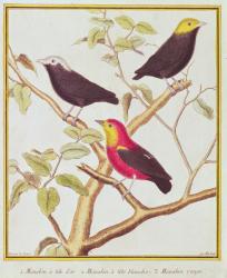 Manakins (coloured engraving) | Obraz na stenu