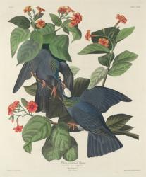 White-crowned Pigeon, 1833 (coloured engraving) | Obraz na stenu