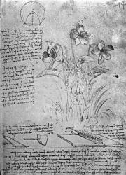 Studies of Violas (Viola odorata and Viola canina), fol. 14r from Manuscript B, c.1487-90 (pen and ink on paper) | Obraz na stenu