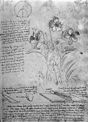 Studies of Violas (Viola odorata and Viola canina), fol. 14r from Manuscript B, c.1487-90 (pen and ink on paper) | Obraz na stenu
