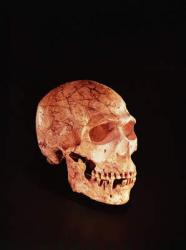 Neanderthal Skull, discovered on Mt Carmel, Palestine c.1920 (bone) | Obraz na stenu