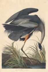 Great blue Heron, 1834 (coloured engraving) | Obraz na stenu