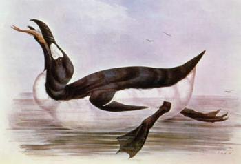 The Great Auk, illustration from 'The Birds of Europe' by J. Gould, 1832-37 (hand-coloured litho) | Obraz na stenu