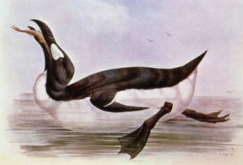 The Great Auk, illustration from 'The Birds of Europe' by J. Gould, 1832-37 (hand-coloured litho) | Obraz na stenu