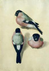 Three studies of a bullfinch (w/c & gouache on paper) | Obraz na stenu