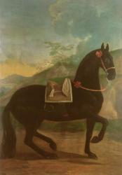 A Black Horse sporting a Spanish Saddle | Obraz na stenu