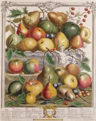 January, from 'Twelve Months of Fruits', by Robert Furber (c.1674-1756) engraved by Gerard Vandergucht (1696-1776) 1732 (colour engraving) | Obraz na stenu