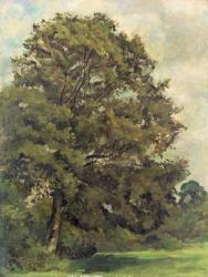 Study of an Ash Tree, c.1851 (oil on paper on panel) | Obraz na stenu