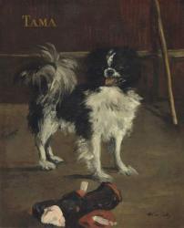 Tama, the Japanese Dog, c.1875 (oil on canvas) | Obraz na stenu